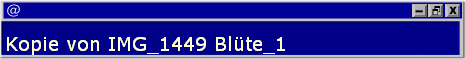 Kopie von IMG_1449 Bl�te_1