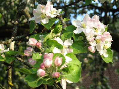 Kopie von IMG_1449 Bl�te_1